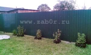 ����� �������� ���������